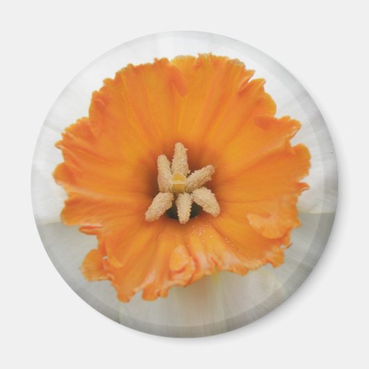 White Daffodil Magnet (Vorne)