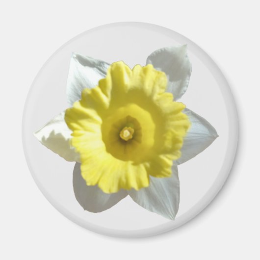 White Daffodil Magnet (Vorne)
