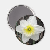 White Daffodil Magnet (Vorderseite/Rückseite)