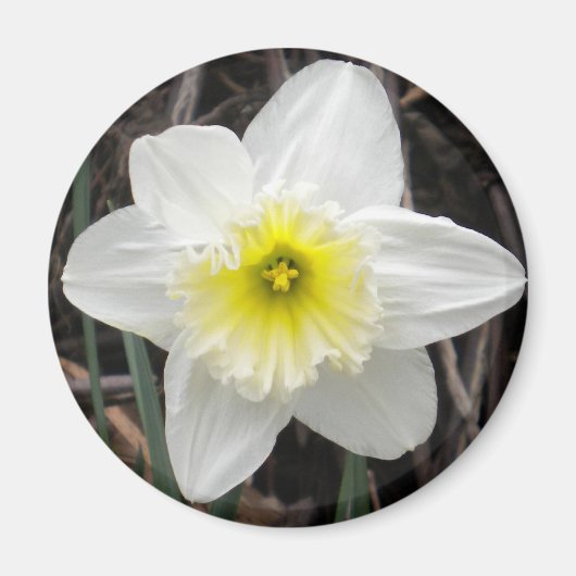White Daffodil Magnet (Vorne)