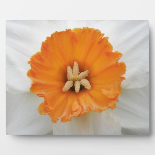 White Daffodil Plaque Fotoplatte (Vorderseite)