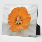 White Daffodil Plaque Fotoplatte (Seite)