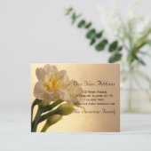 White Daffodils Neue Ankündigung (Stehend Vorderseite)