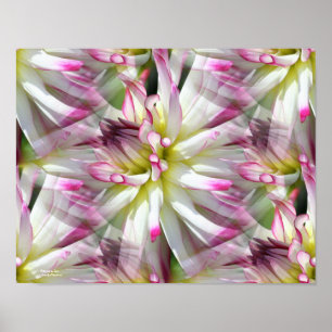 White Dahlia Blume Petals Abstrakt Poster