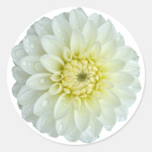White Dahlia Blume