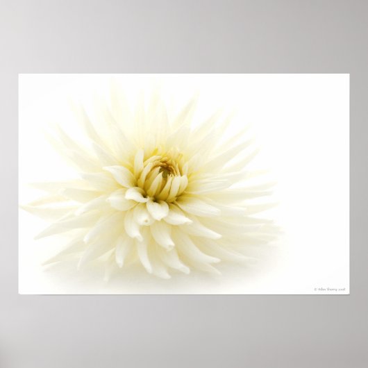 White Dahlia Poster (Vorne)