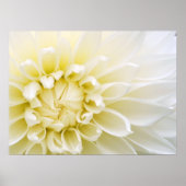 White Dahlia Poster (Vorne)