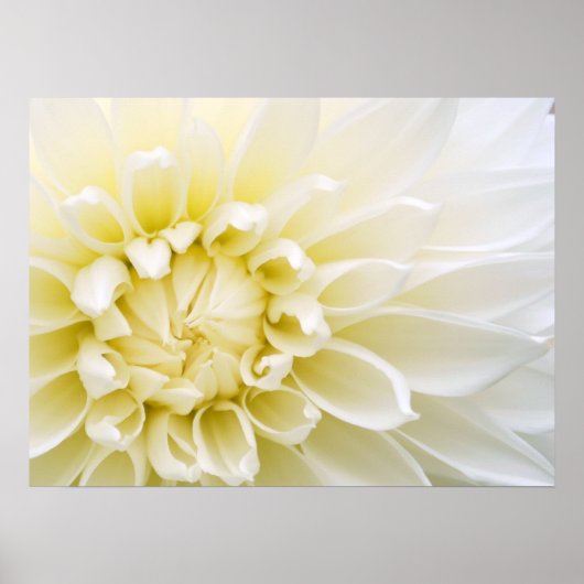 White Dahlia Poster (Vorne)
