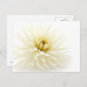 White Dahlia Postkarte (Vorne/Hinten)