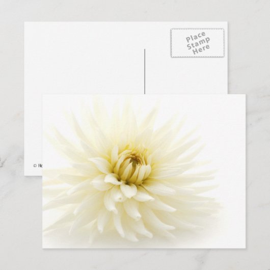 White Dahlia Postkarte (Vorne/Hinten)