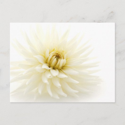 White Dahlia Postkarte (Vorderseite)