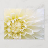 White Dahlia Postkarte (Vorderseite)