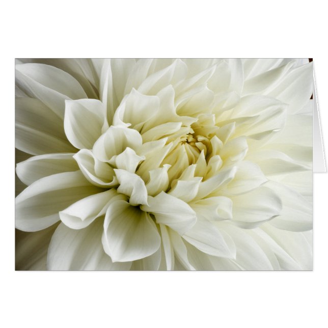White Dahlia Sepia Dahlia Closeup Blume Template (Vorderseite (Horizontal))