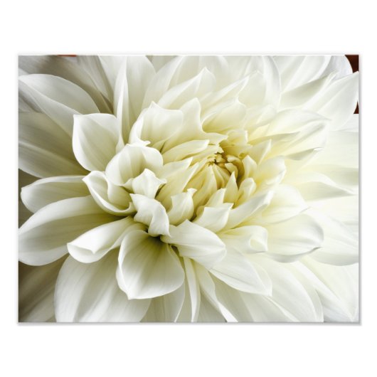 White Dahlia Sepia Dahlia Closeup Blume Template Fotodruck (Vorne)