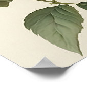 White Dahlias Blume Art Print Poster (Ecke)