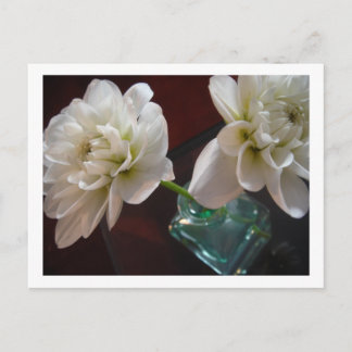 White Dahlias Postkarte
