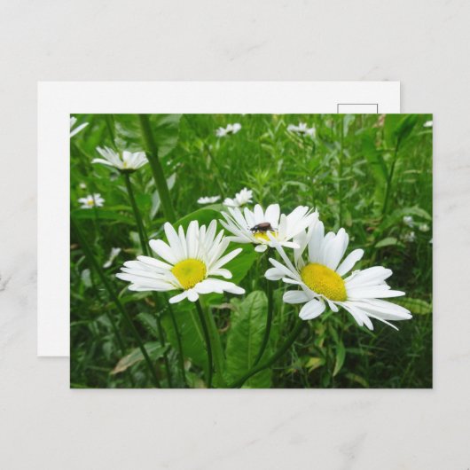 White Daisies DIY Postcard Postkarte (Vorne/Hinten)