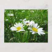 White Daisies DIY Postcard Postkarte (Vorderseite)