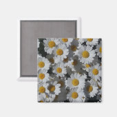 White Daisies Magnet (Vorderseite/Rückseite)
