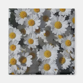 White Daisies Magnet (Vorne)