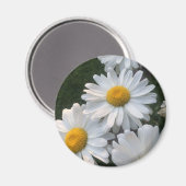 White Daisies Magnet (Vorderseite/Rückseite)