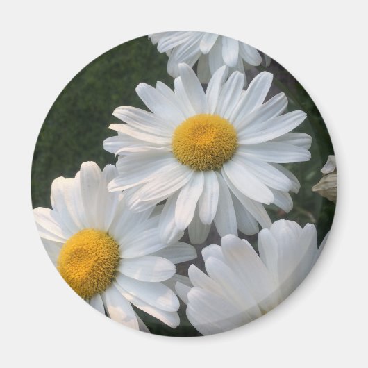 White Daisies Magnet (Vorne)