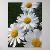 White Daisies Poster (Vorne)