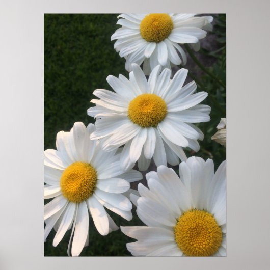 White Daisies Poster (Vorne)