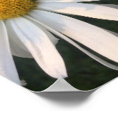 White Daisies Poster (Ecke)
