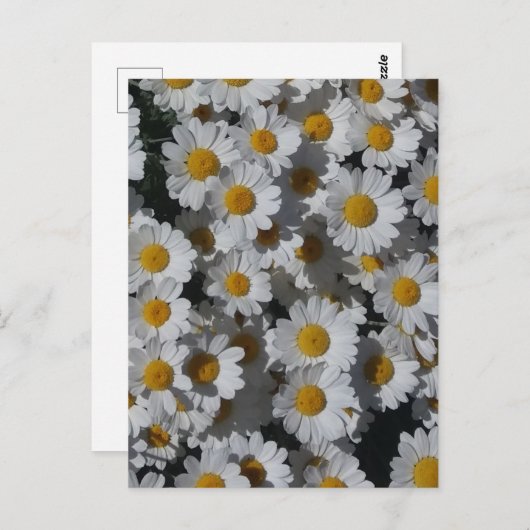 White Daisies Postkarte (Vorne/Hinten)
