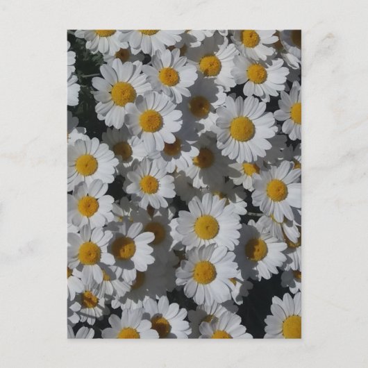 White Daisies Postkarte (Vorderseite)