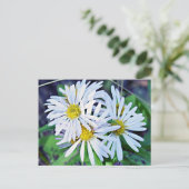 White Daisies Postkarte (Stehend Vorderseite)