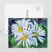White Daisies Postkarte (Vorne/Hinten)