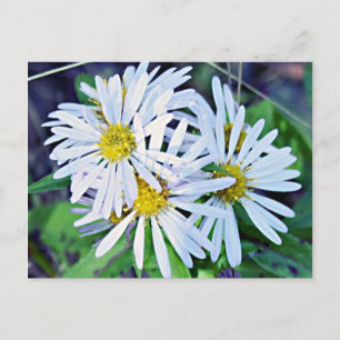 White Daisies Postkarte