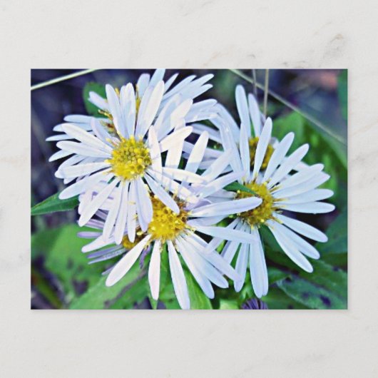 White Daisies Postkarte (Vorderseite)