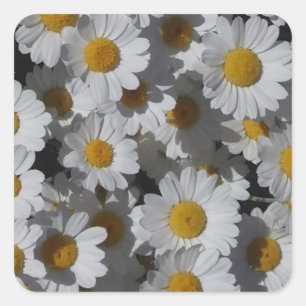 White Daisies Quadratischer Aufkleber