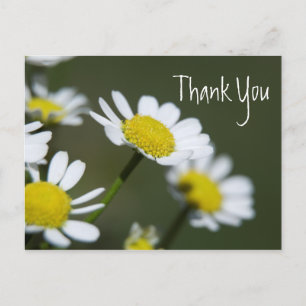 White Daisies Vielen Dank Postkarte
