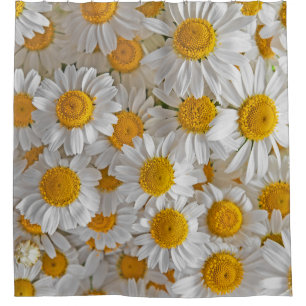White Daisis: Schöner Blumenhintergrund Duschvorhang