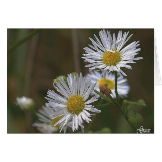 White Daisise Card