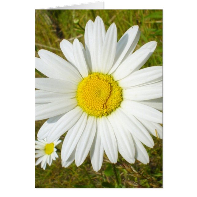 White Daisy (Vorne)
