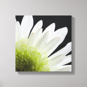 White Daisy auf Black Leinwanddruck