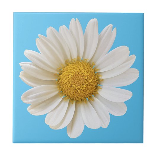White Daisy auf Sky Blue Background Fliese (Vorderseite)