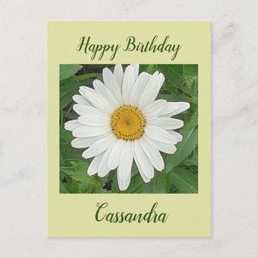 White Daisy Birthday Postcard Postkarte (Vorderseite)