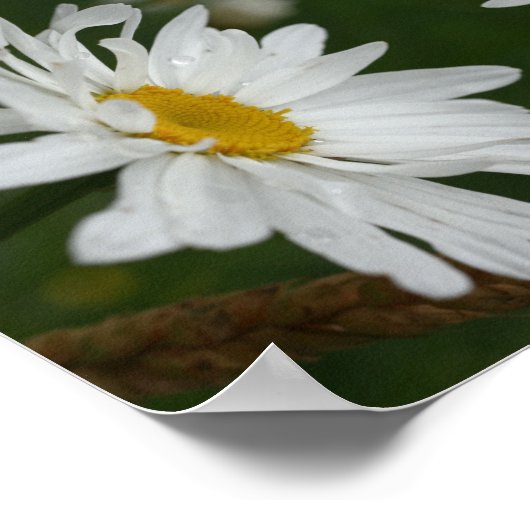 White Daisy Blume Abstrakt Poster (Ecke)