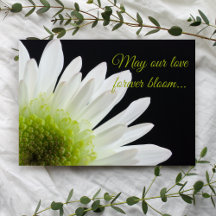 White Daisy Blume auf Black Wedding