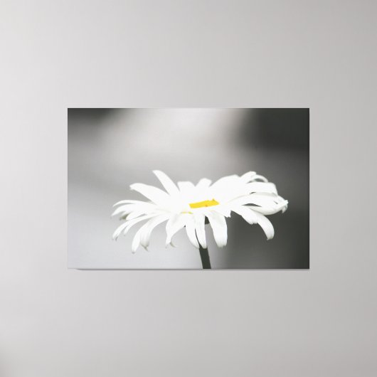 White Daisy Blume Bloom Leinwanddruck (Vorderseite)