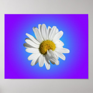 White Daisy Blume Bloral Lila Blue Gradient Poster