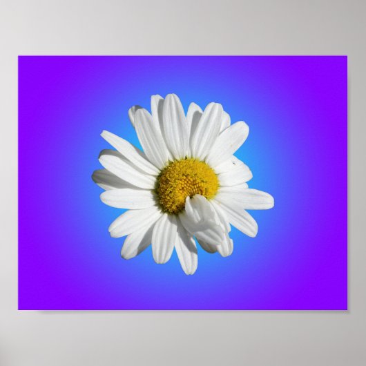 White Daisy Blume Bloral Lila Blue Gradient Poster (Vorne)