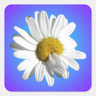 White Daisy Blume Bloral Lila Blue Gradient Quadratischer Aufkleber