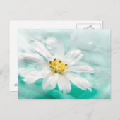 White Daisy Blume Blue Water Pond Aqua Türkis Postkarte (Vorne/Hinten)